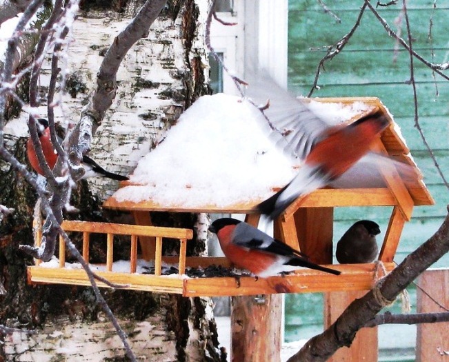 Деревянная кормушка для птиц своими руками